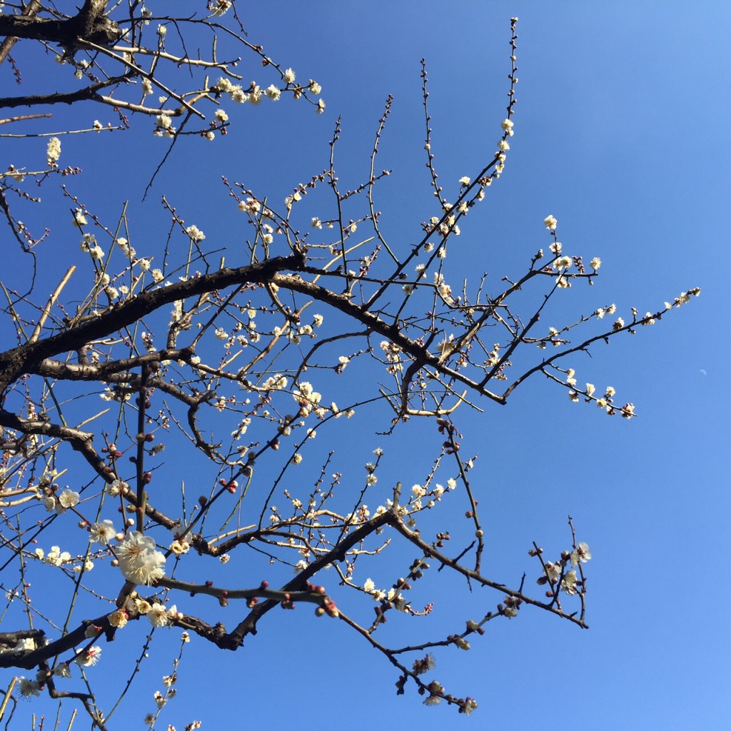 芝公園の白梅