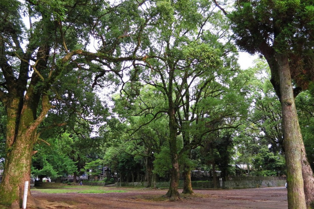 公園のクスノキ