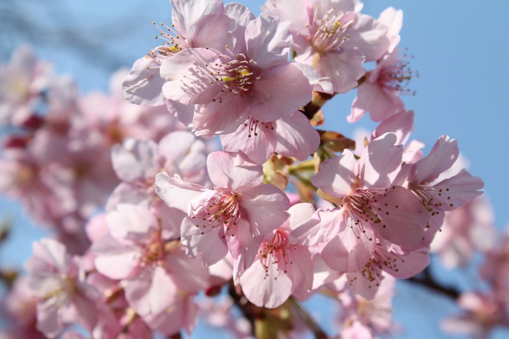 河津桜