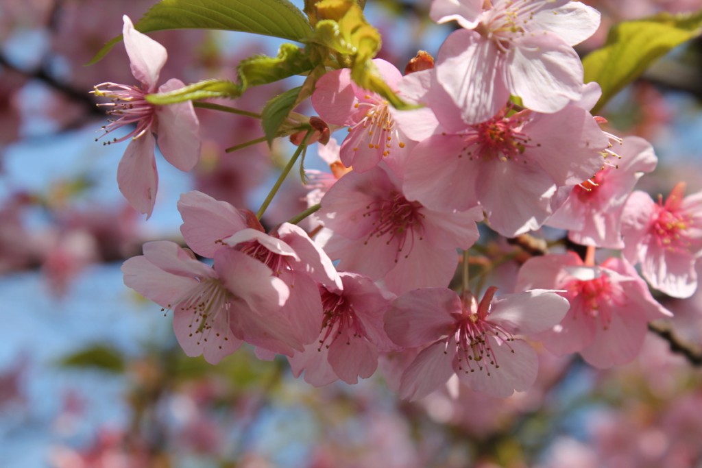 どの花にピントが合っているかわからない写真