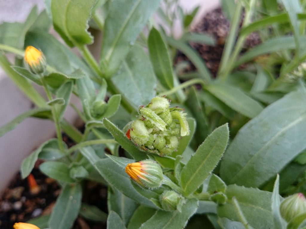 まるで芋虫のかたまりのようなフユシラズの種