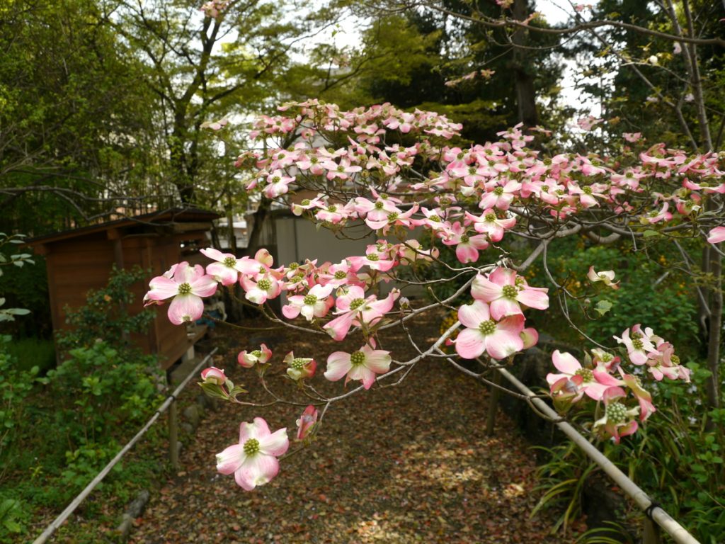 京都で見かけたハナミズキ