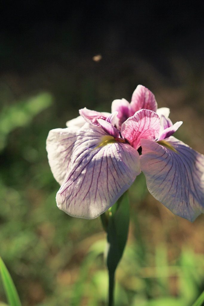 肥後花菖蒲