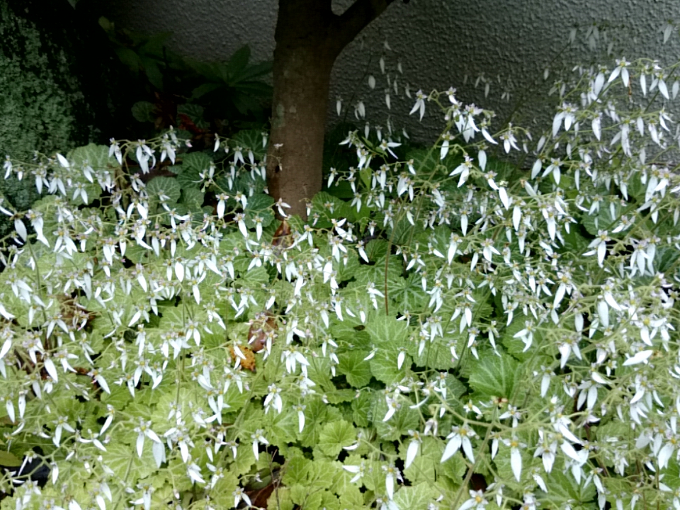 日陰に群生するユキノシタ