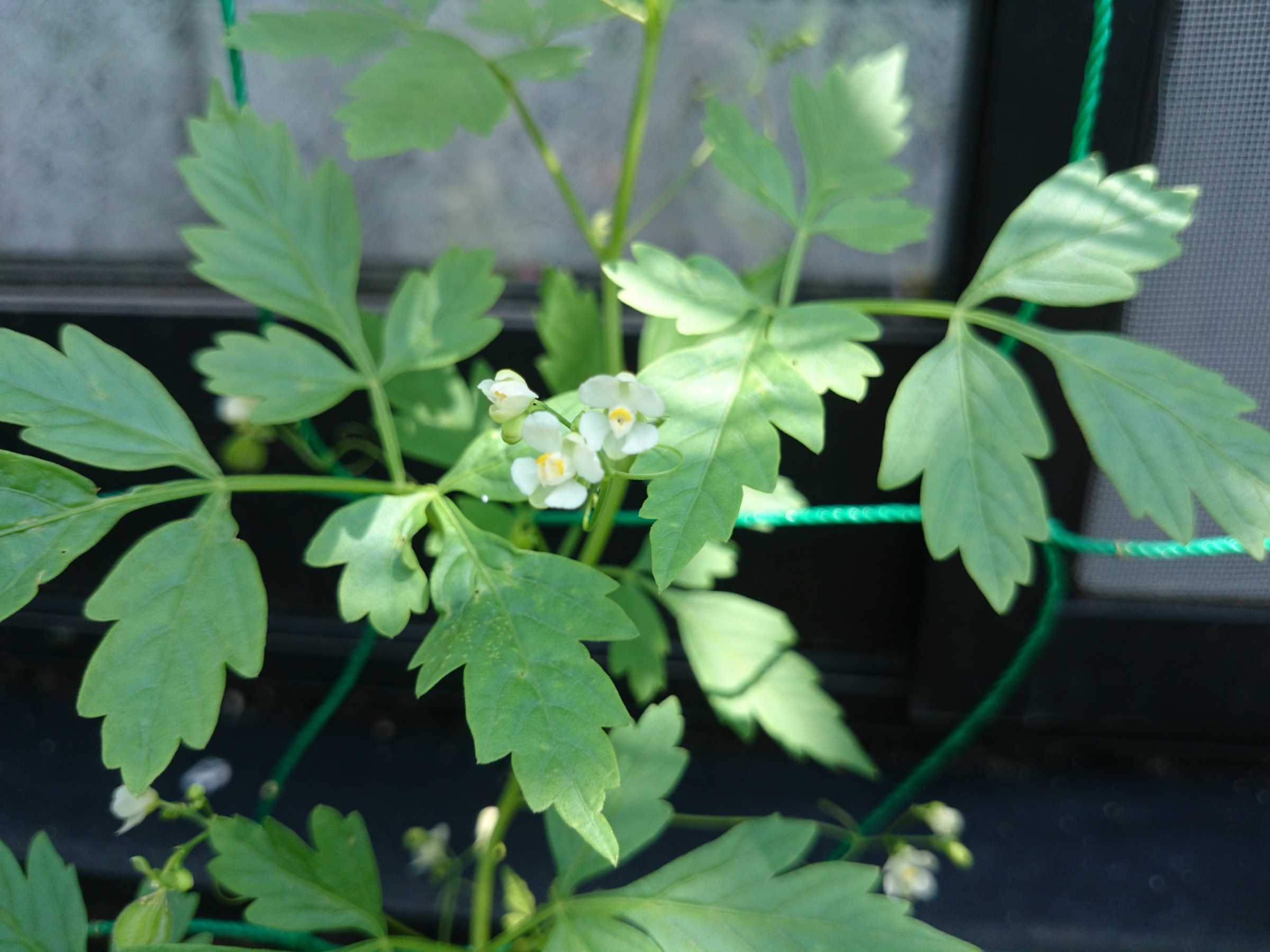 フウセンカズラの花。とても小さいです。