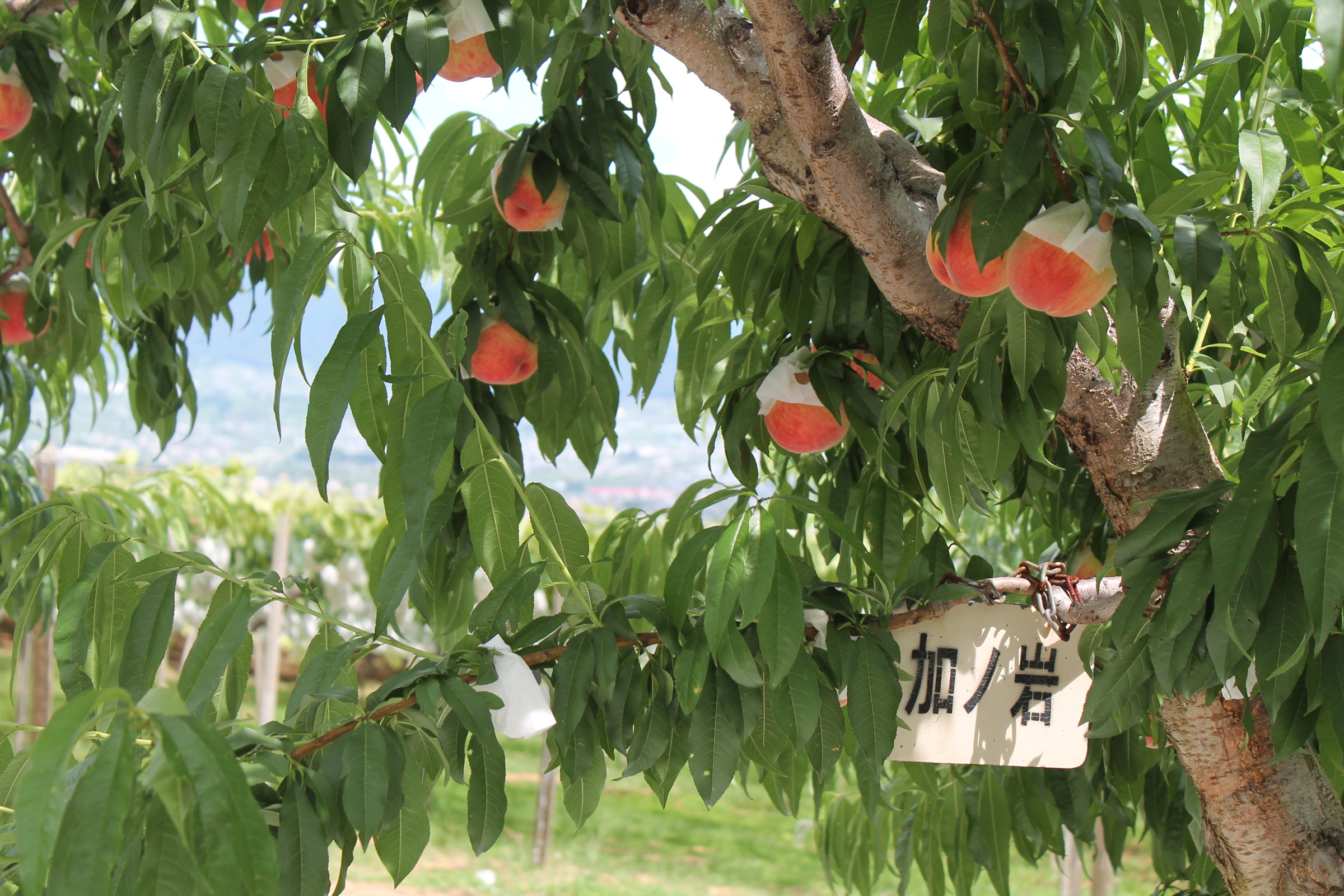 まさに最盛期を迎える白桃系の「加納岩」