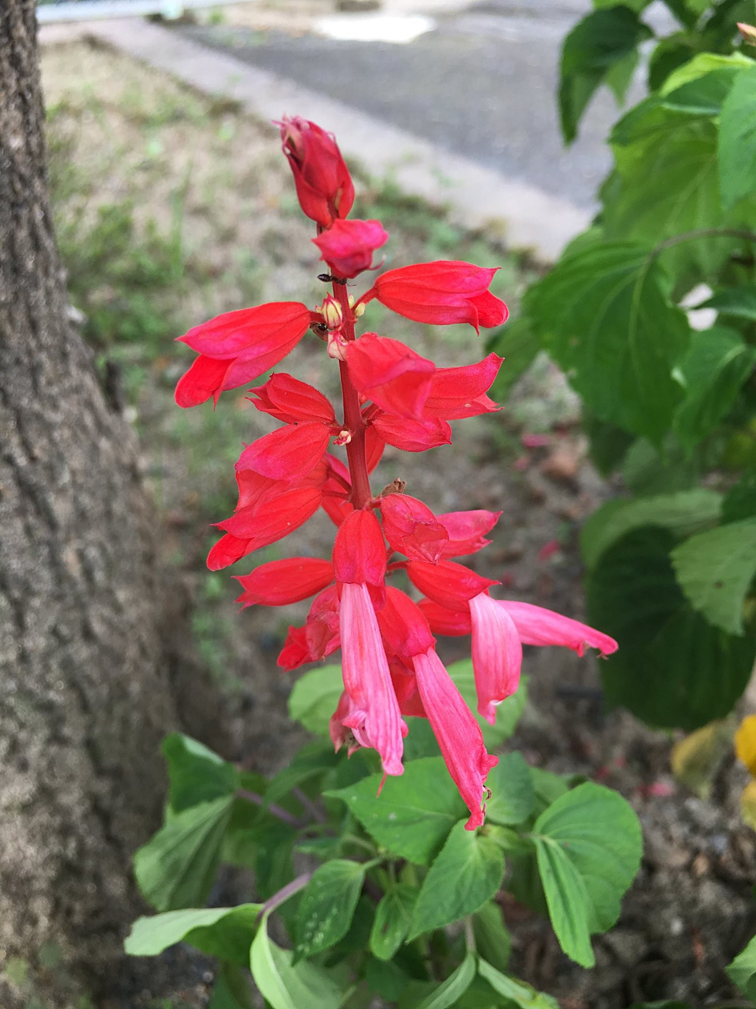 サルビアの花