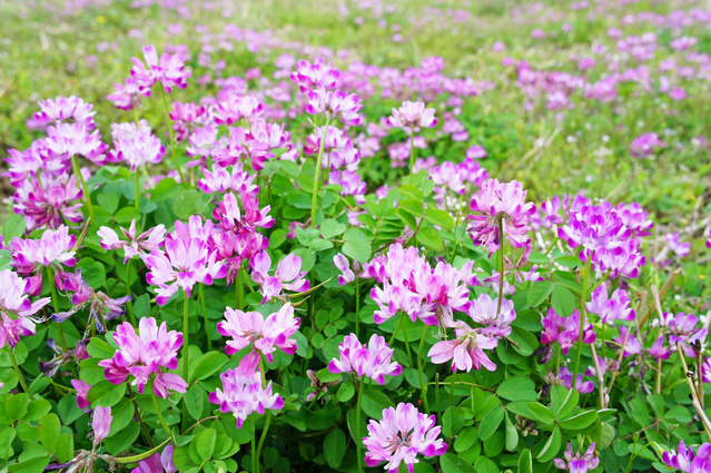 レンゲソウの花畑