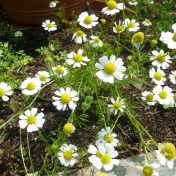 カモミール 白色に黄色の中心で小花がいっぱい